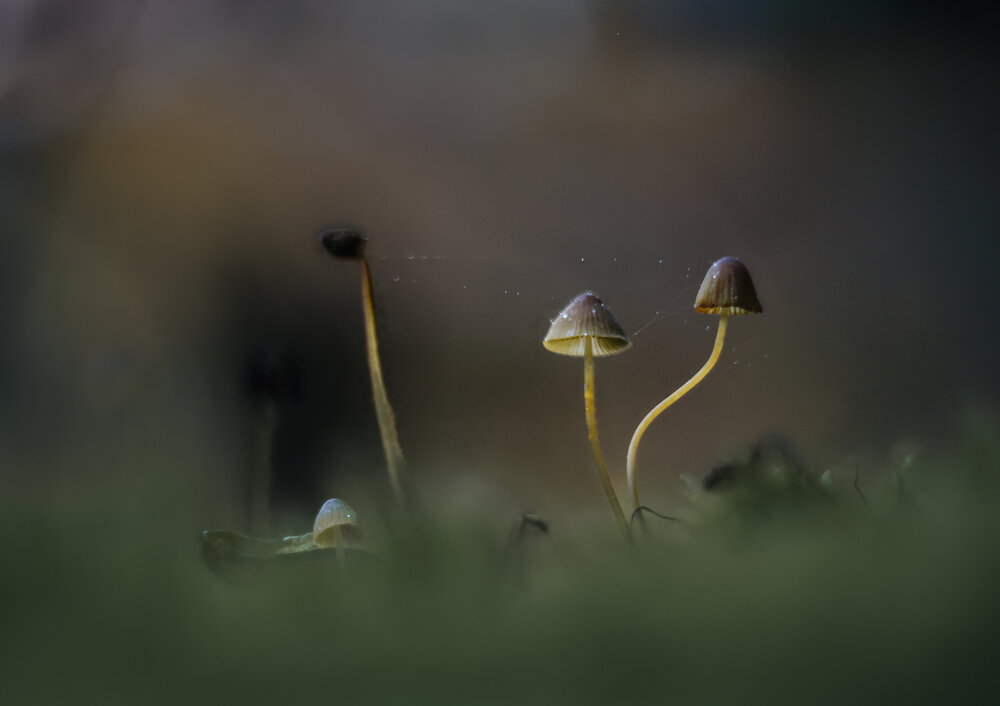 Photograph by guntis zebergs