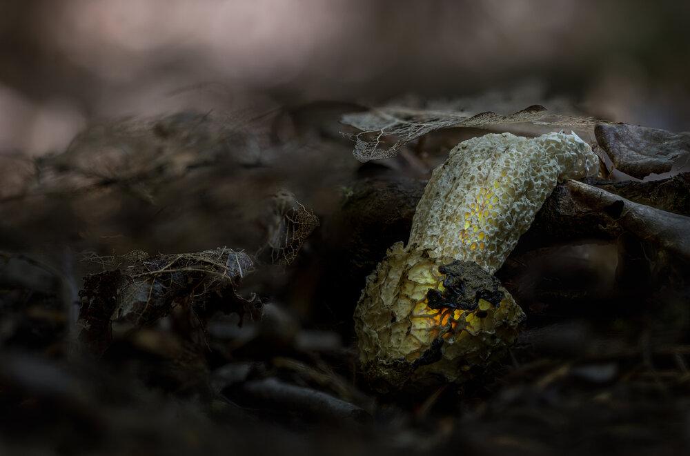 Photograph by guntis zebergs