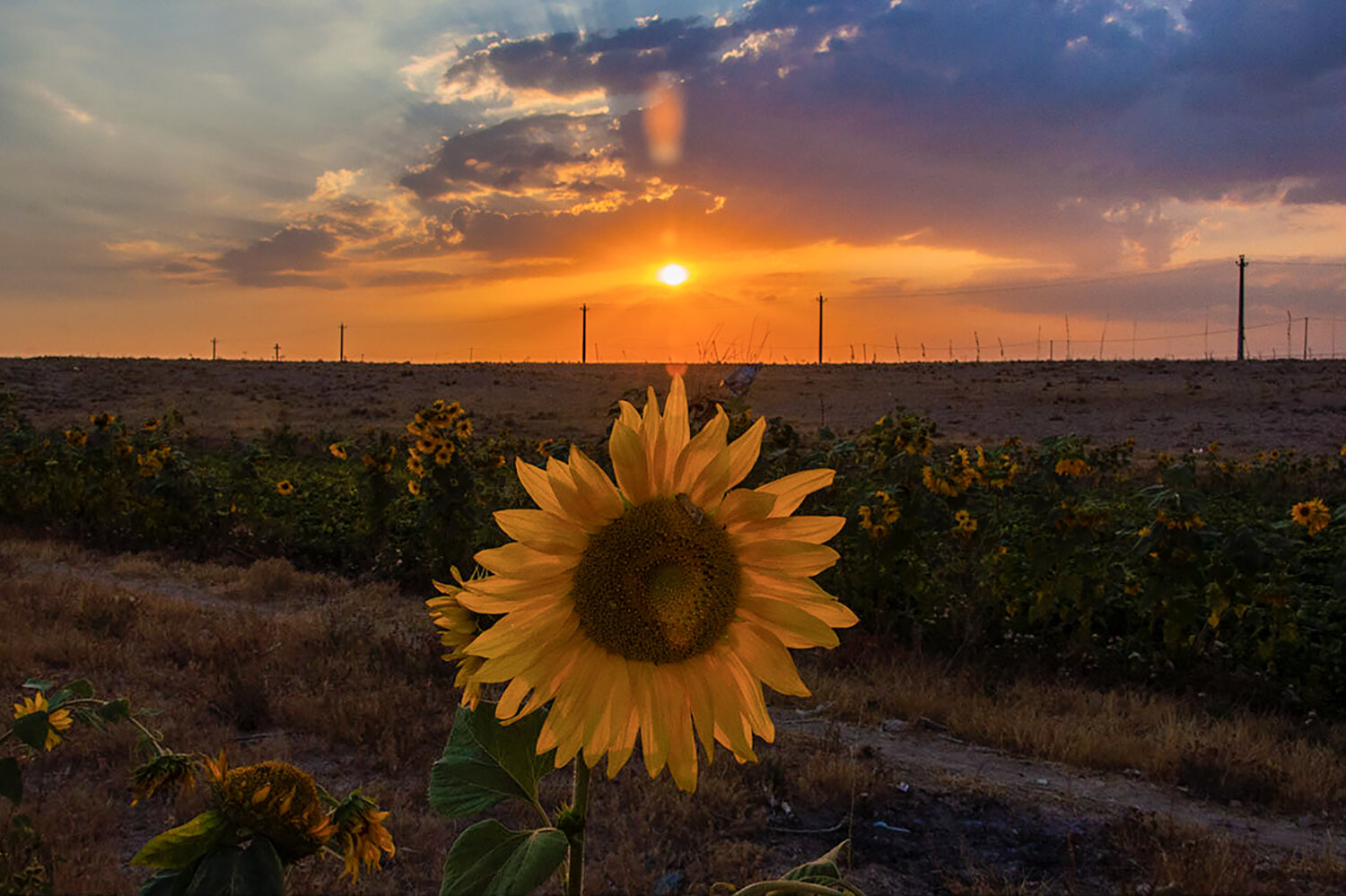 Dear sunflower