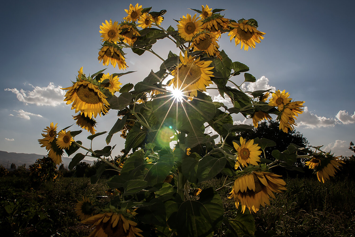 Dear sunflower