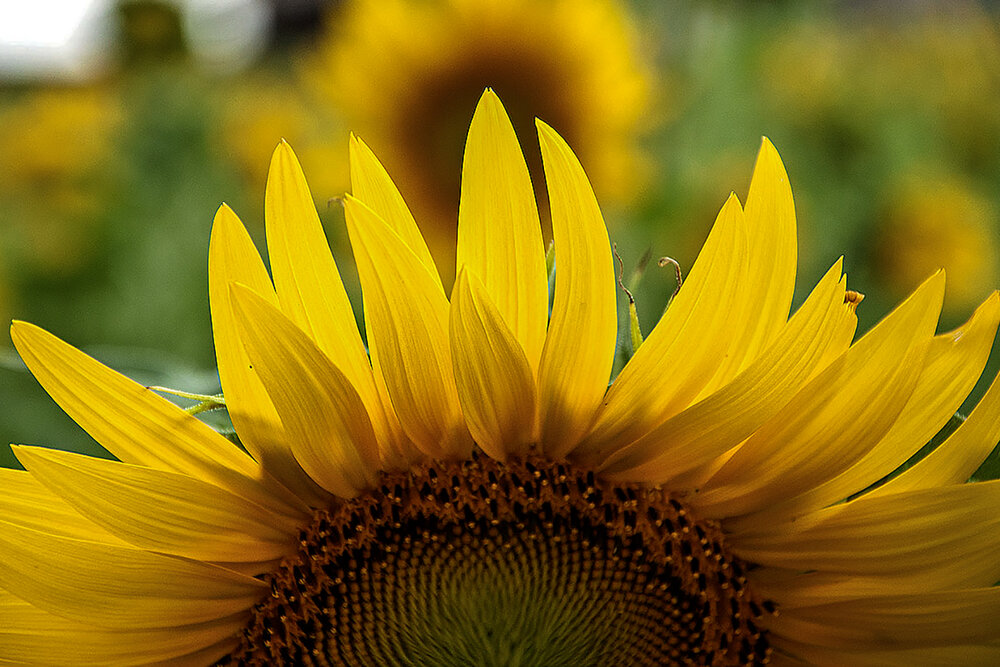 Dear sunflower