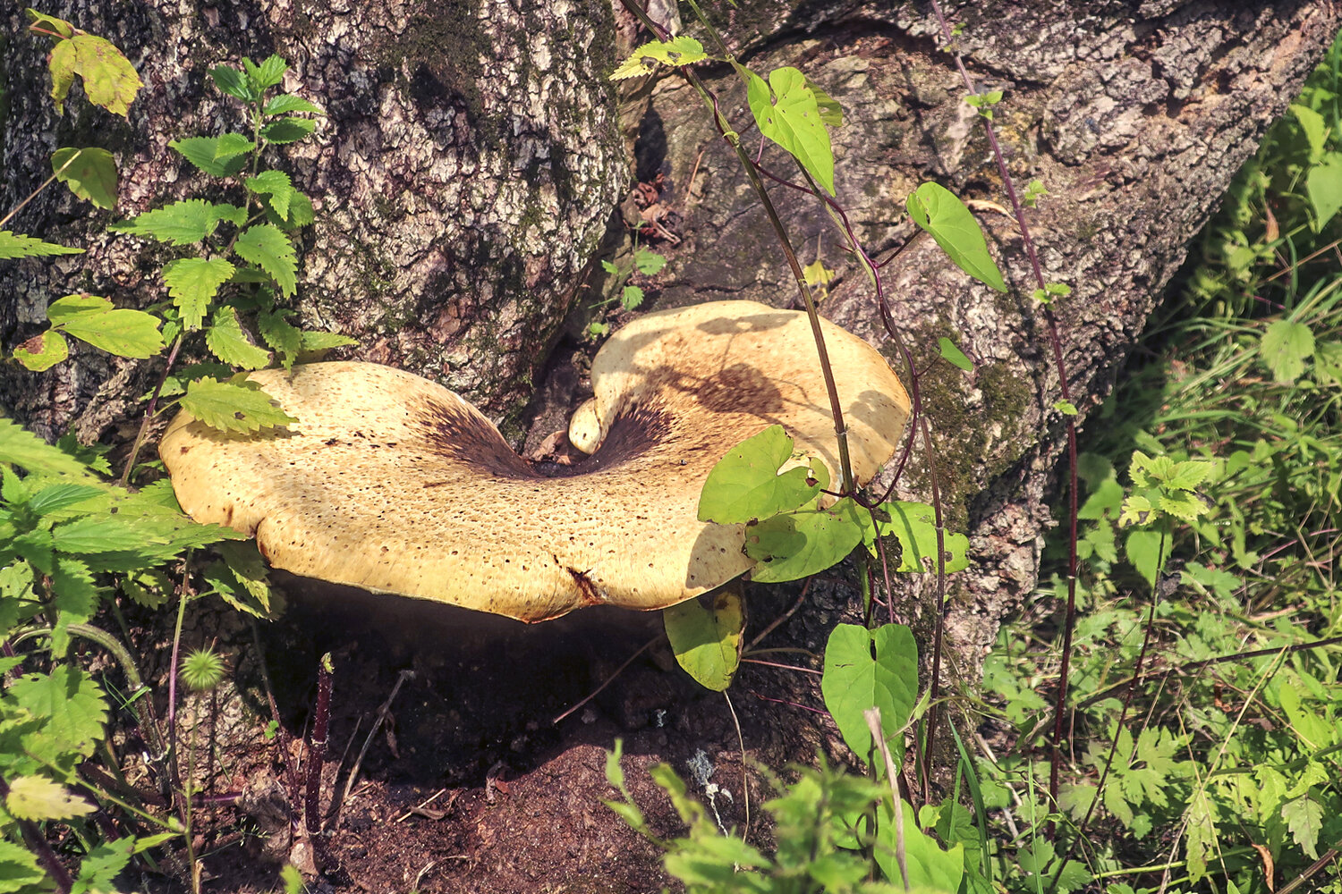 Photo #13918710