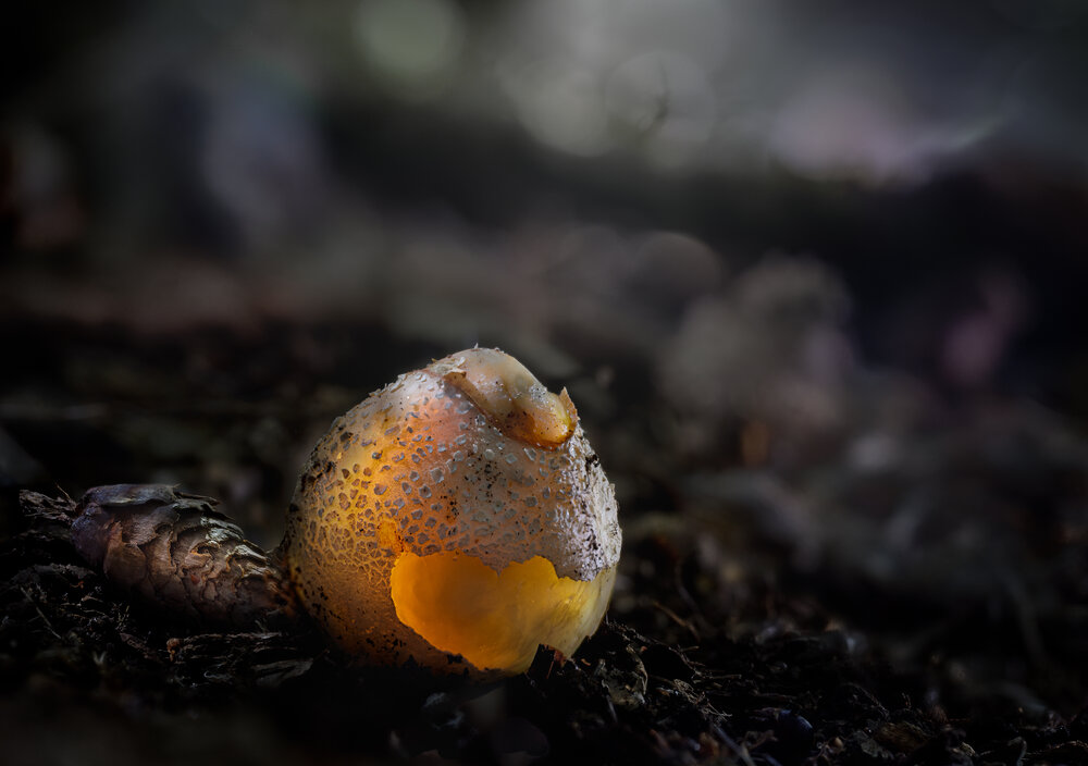 Photograph by guntis zebergs