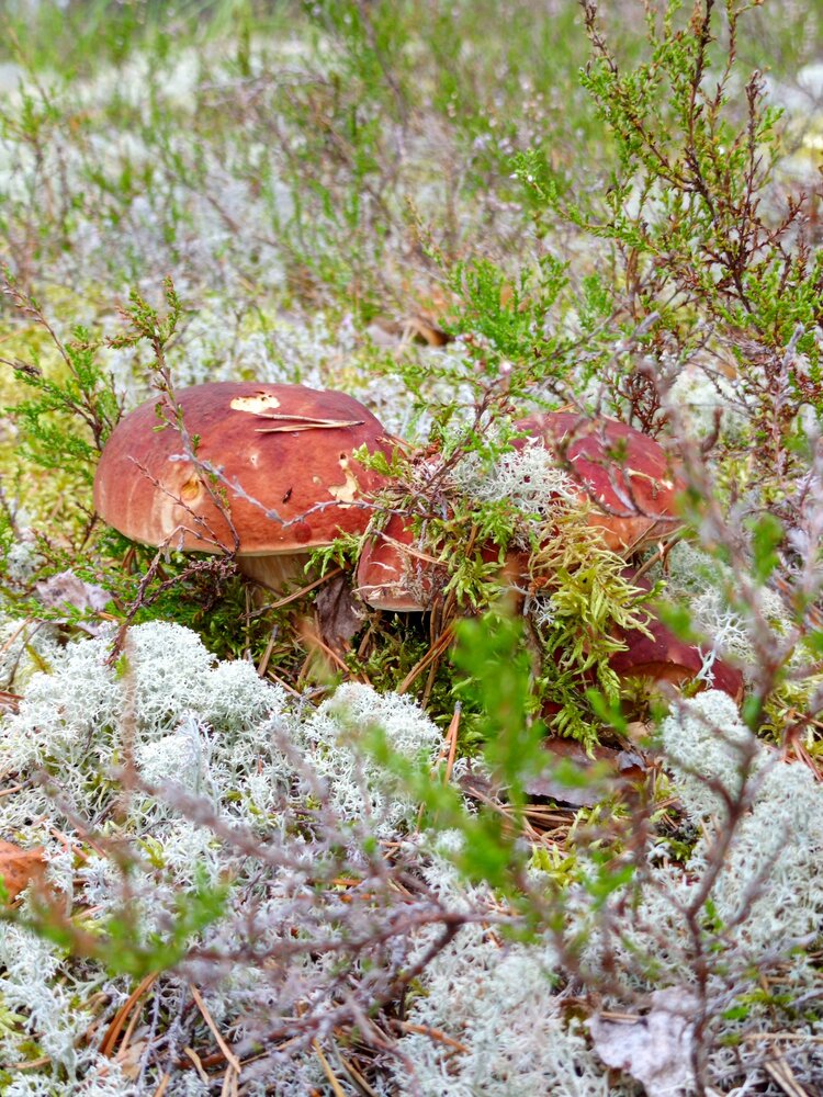 Photograph by Олег Малетин