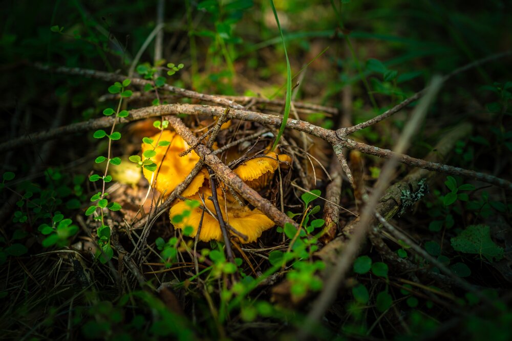 Photograph by Михаил Терёхин