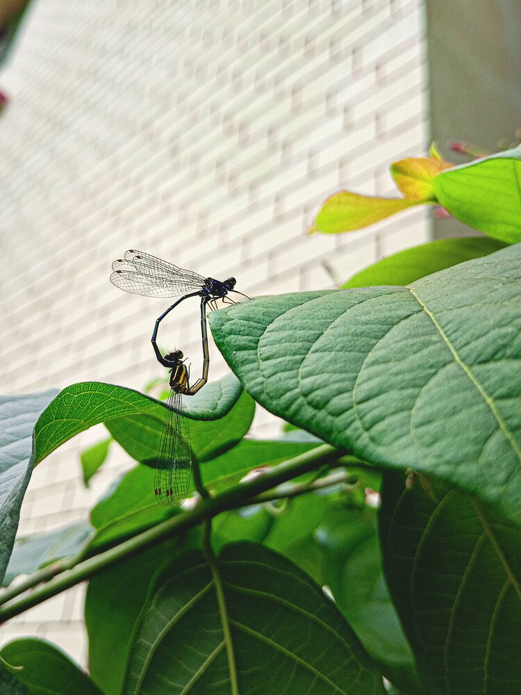Photograph by Jyoti Sen