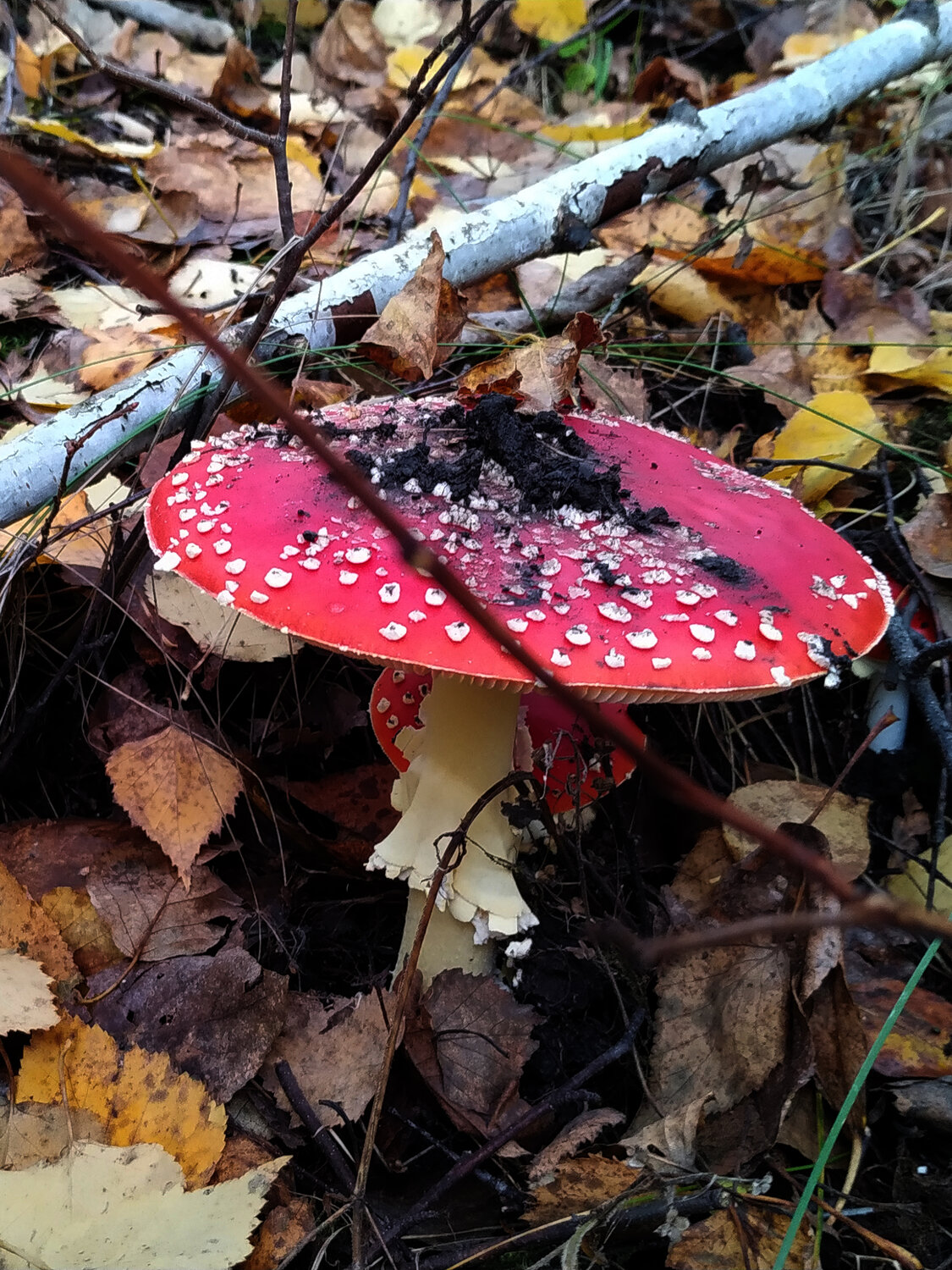 Photo #13919039