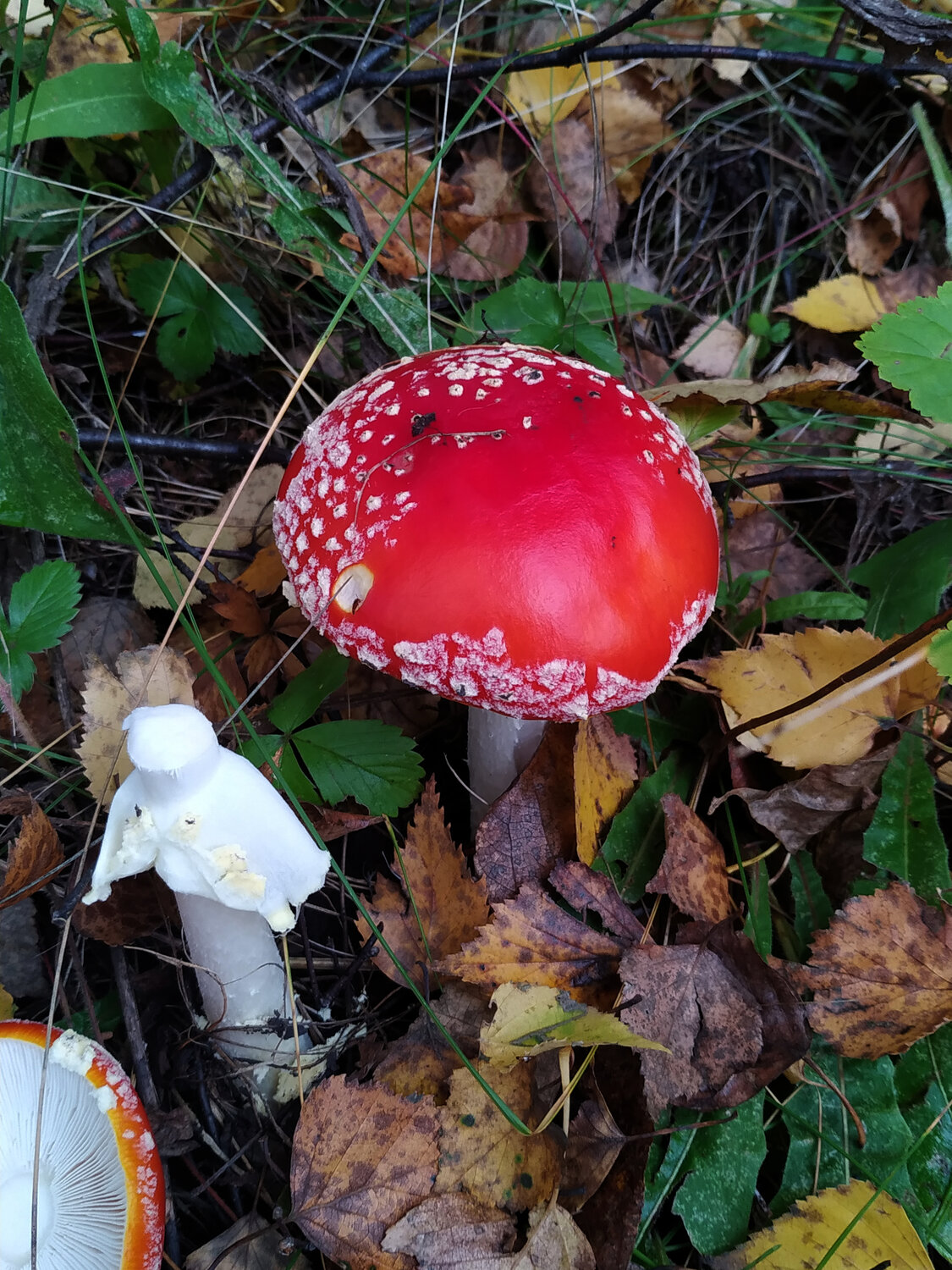 Photo #13919041