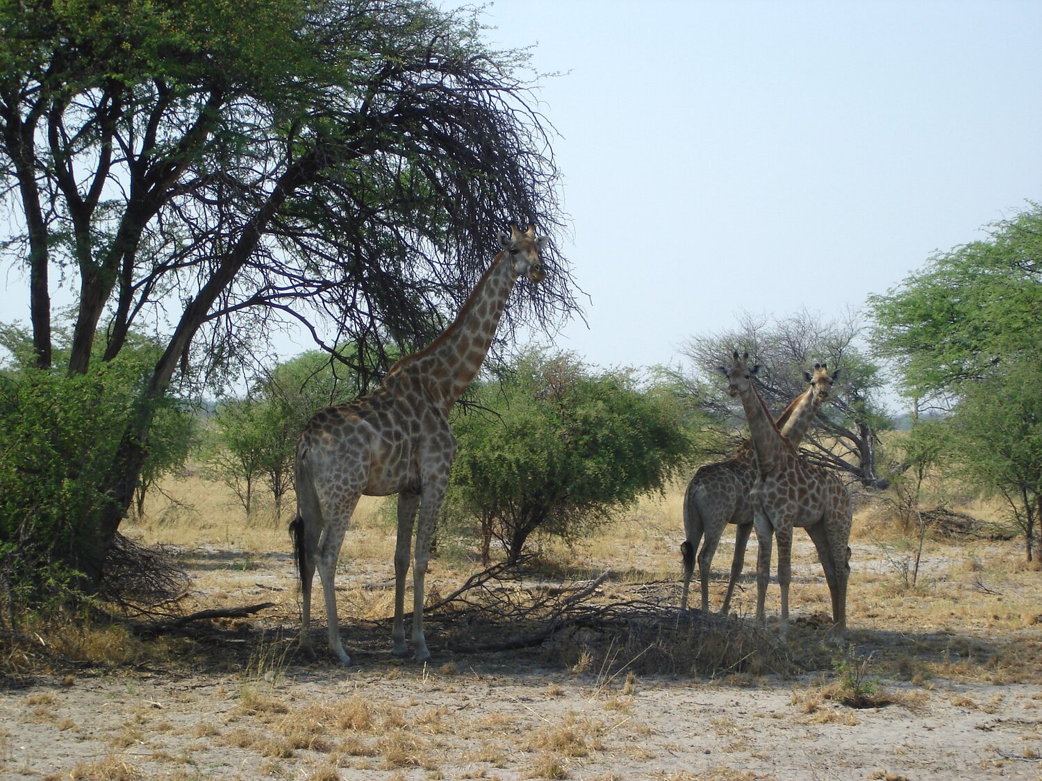 Photo #13919095