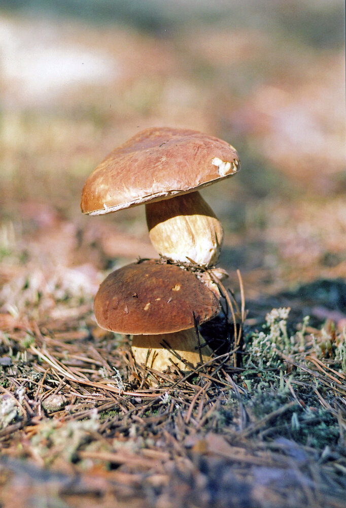 Photograph by Aleksander Perevolotsky