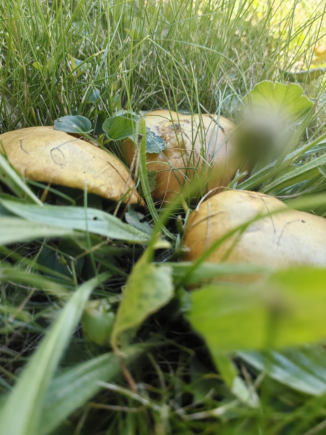 Photo #13919336