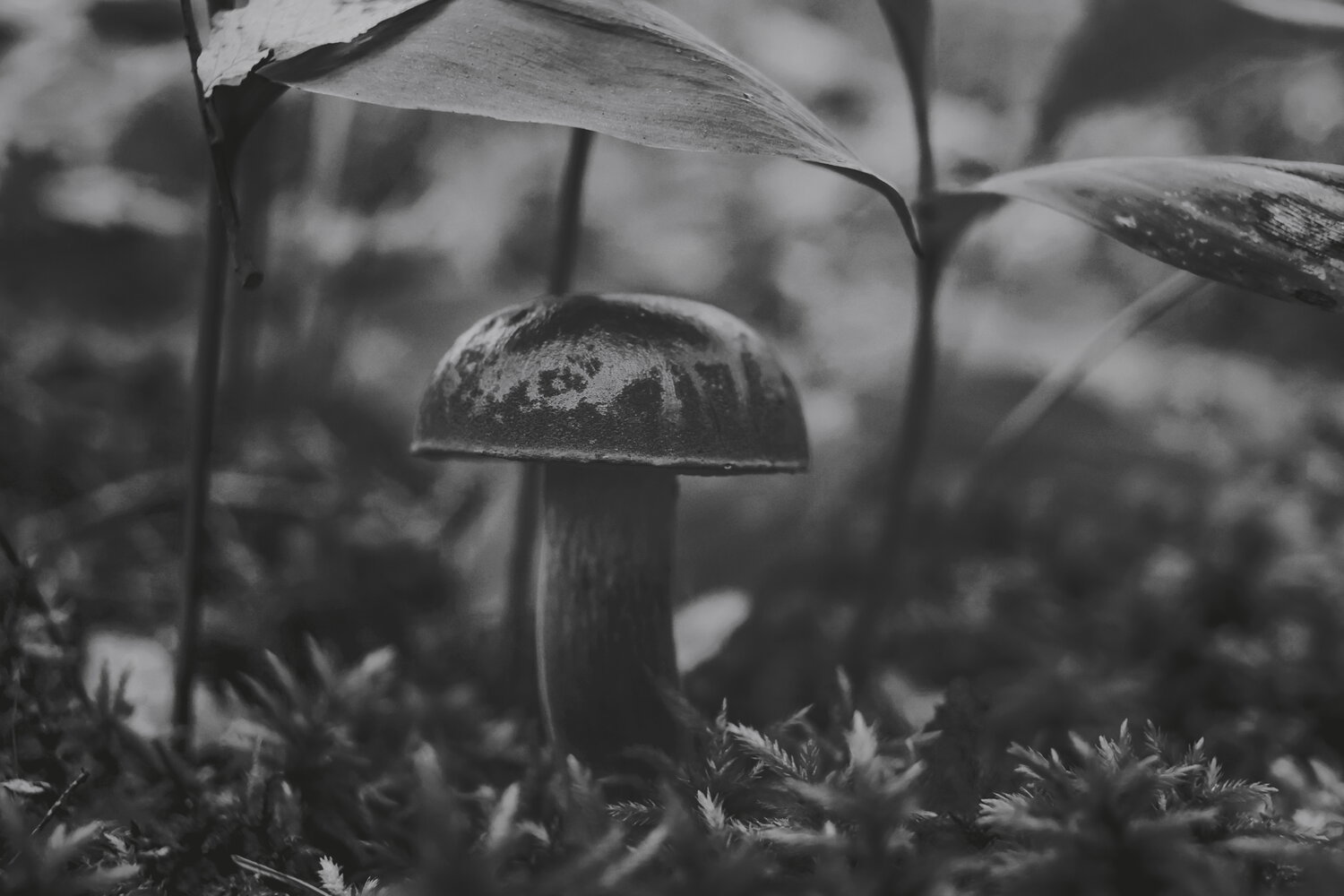 Photo #13919390