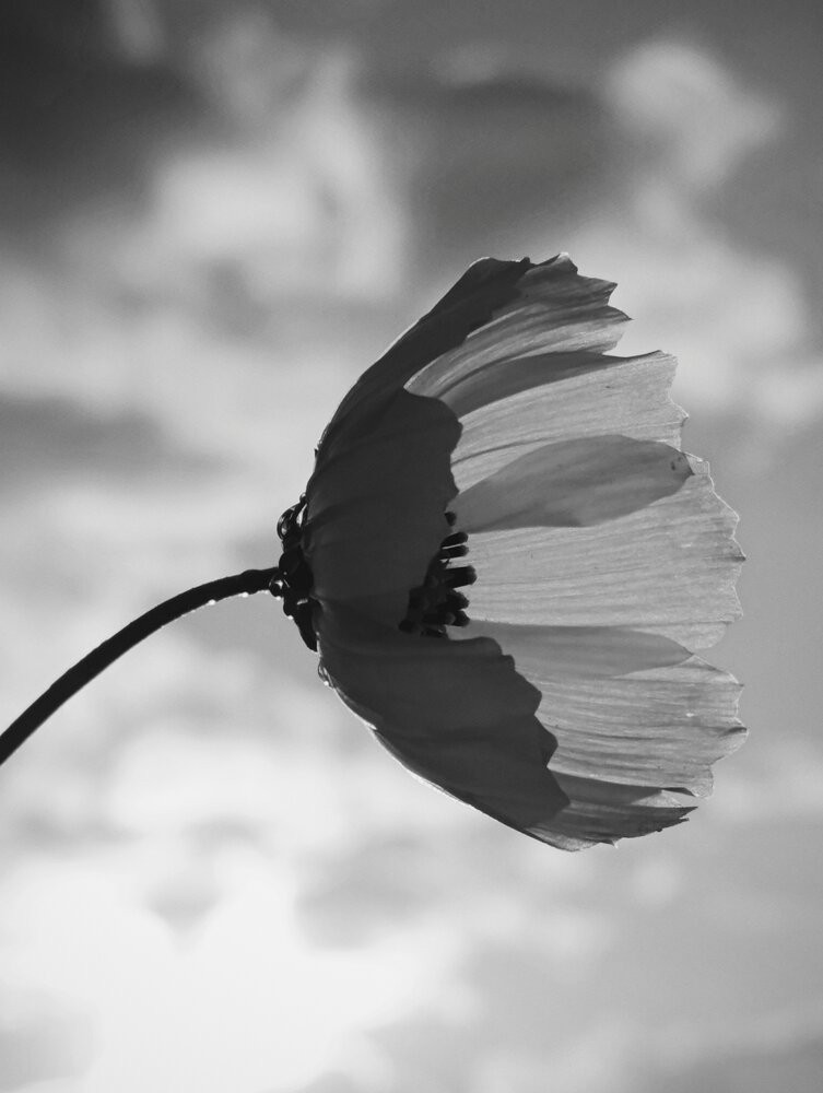 Photograph by Наталья Смирнова