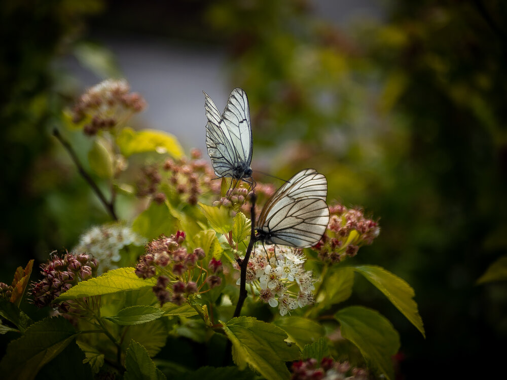 Photograph by Елена Берсенёва