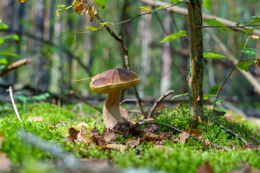 Photograph by Mikhail Pustovit