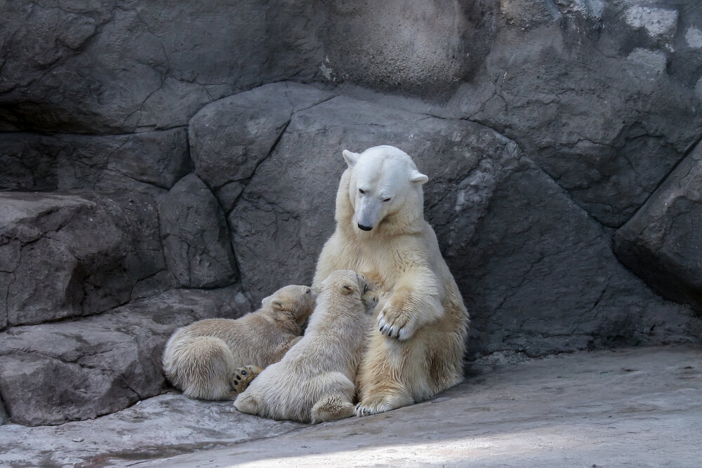 Photograph by Лариса Рулёва