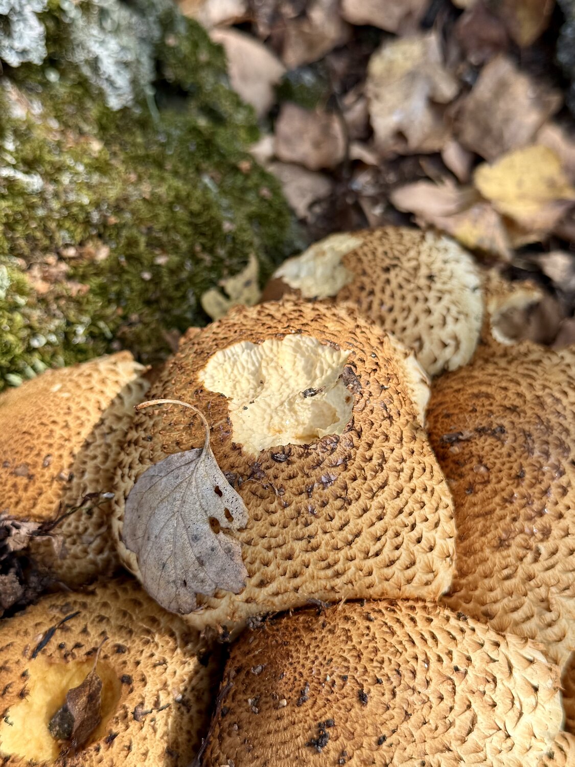 Вкусный гриб