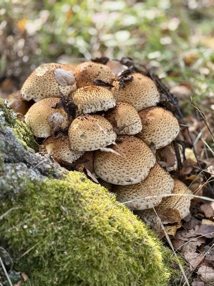 Дружная семейка