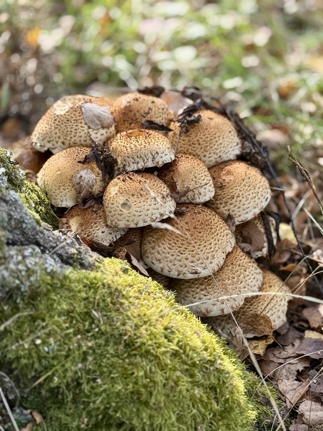 Дружная семейка