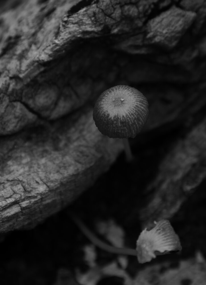 Photograph by G GOVIL