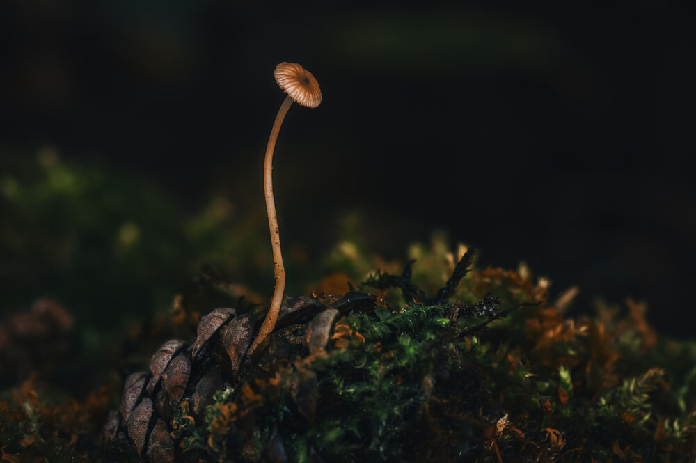Photograph by Тараненко Анжелика