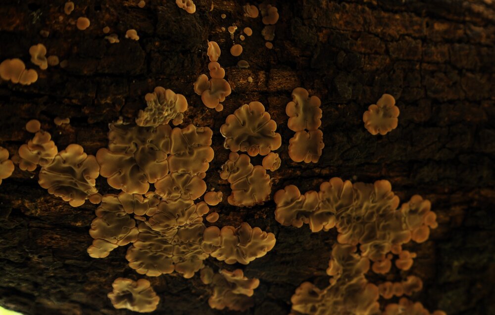 Photograph by G GOVIL