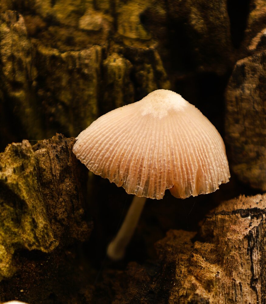 Photograph by G GOVIL