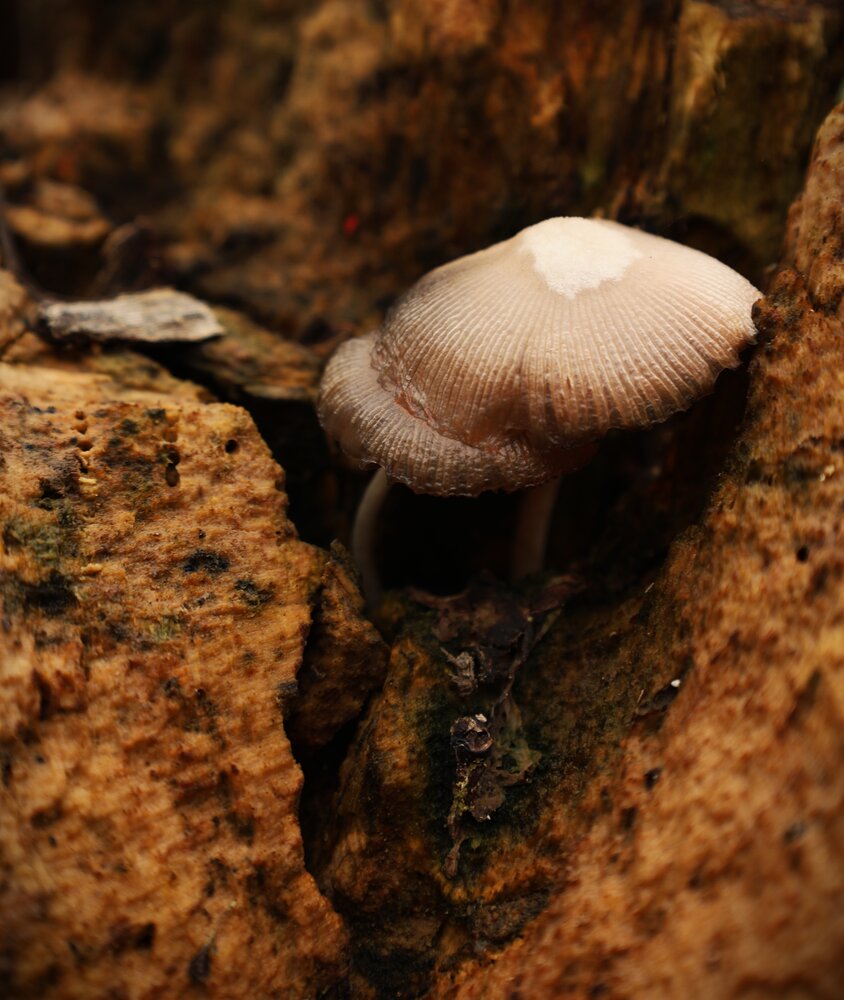 Photograph by G GOVIL