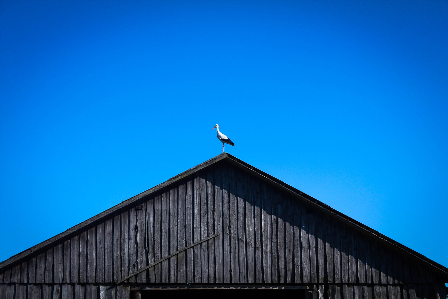 Photo #13919617