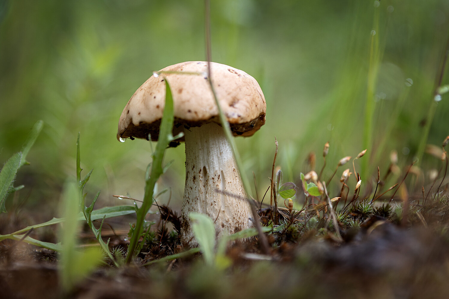 Photo #13919655
