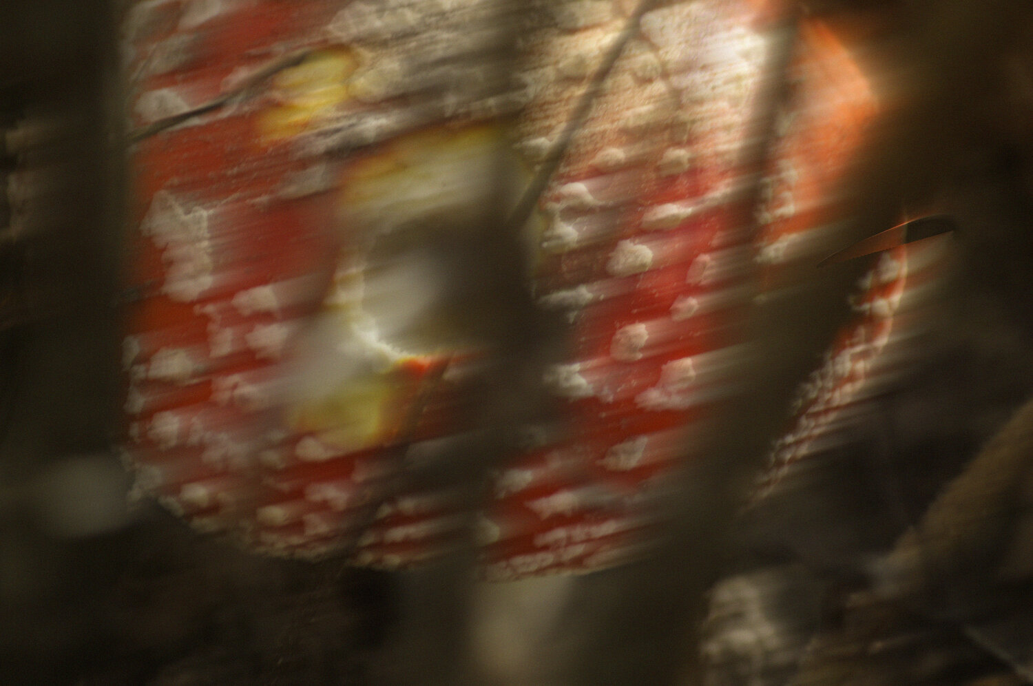 Photo #13919783