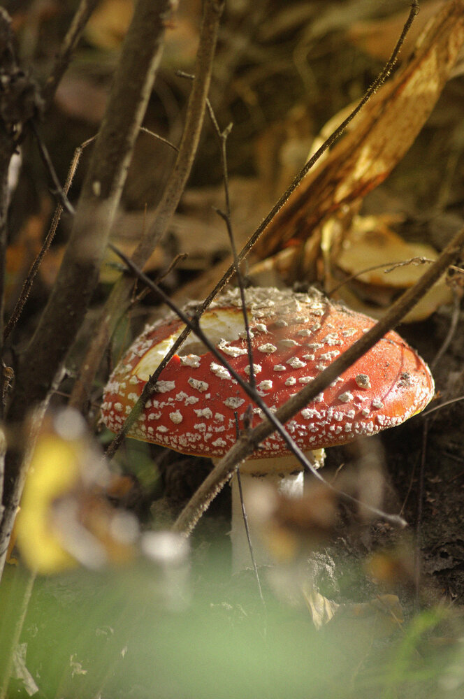 Photograph by Мария Лавриненко