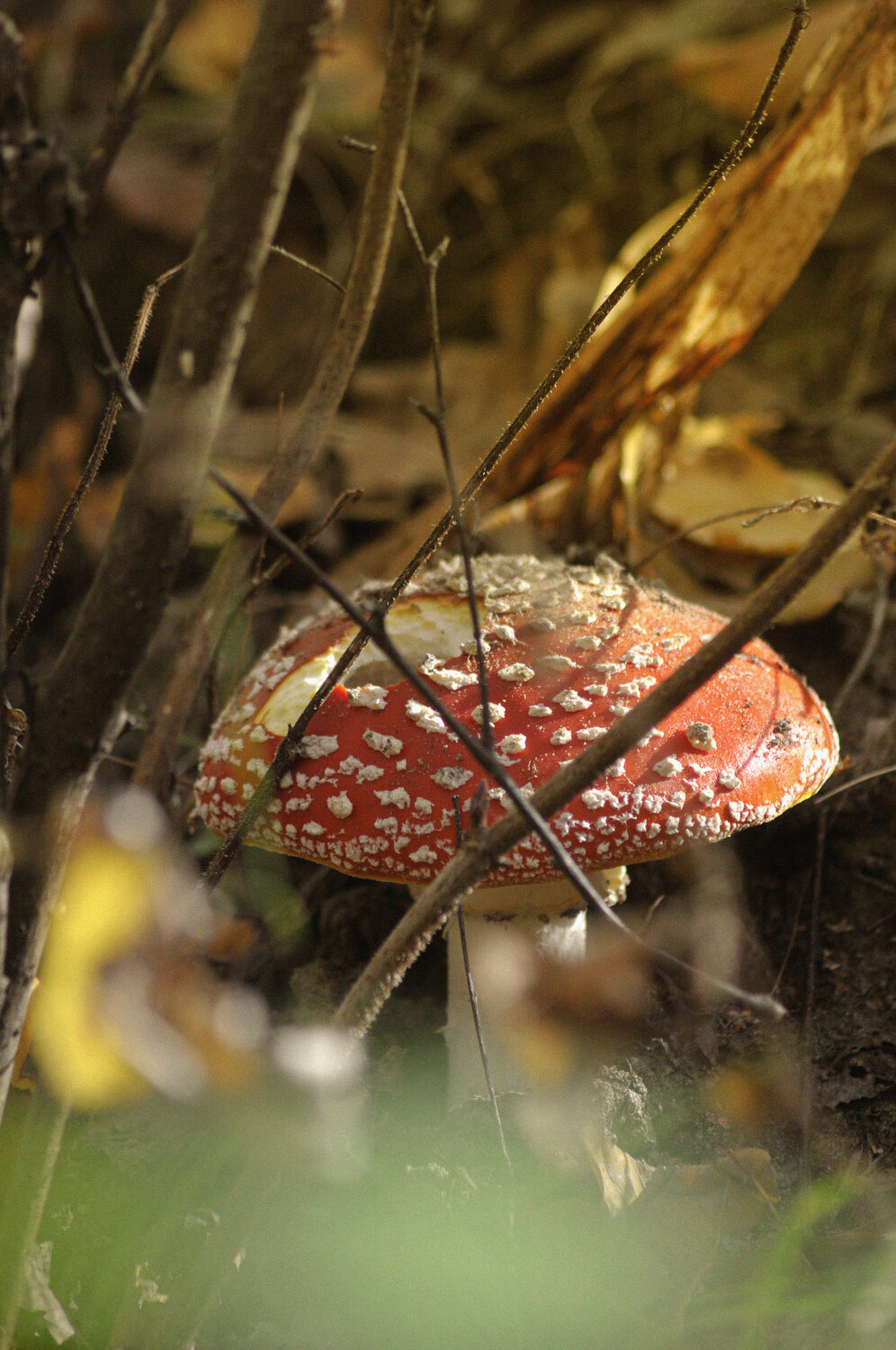 Photo #13919787