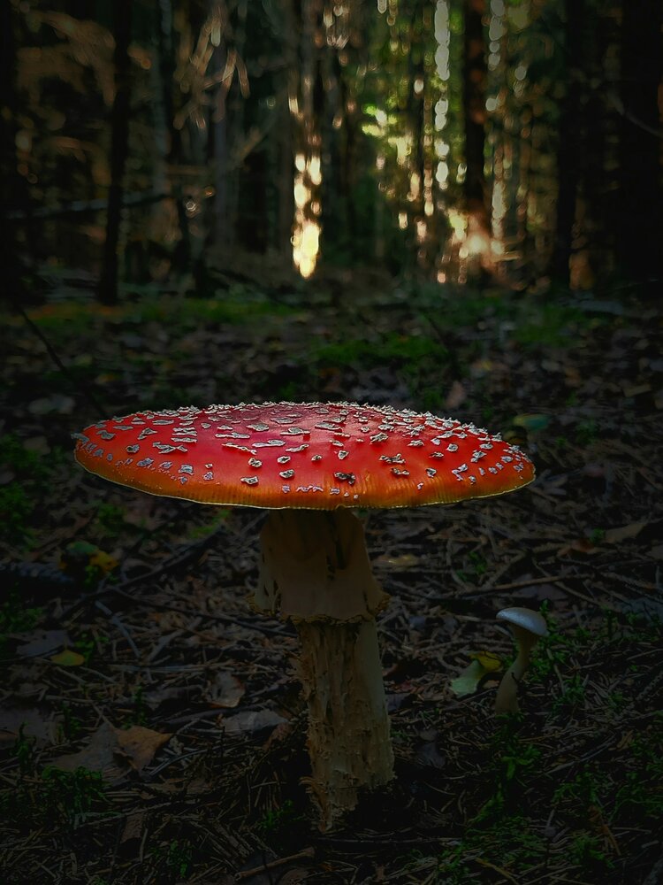 Photograph by Светлана Кустова