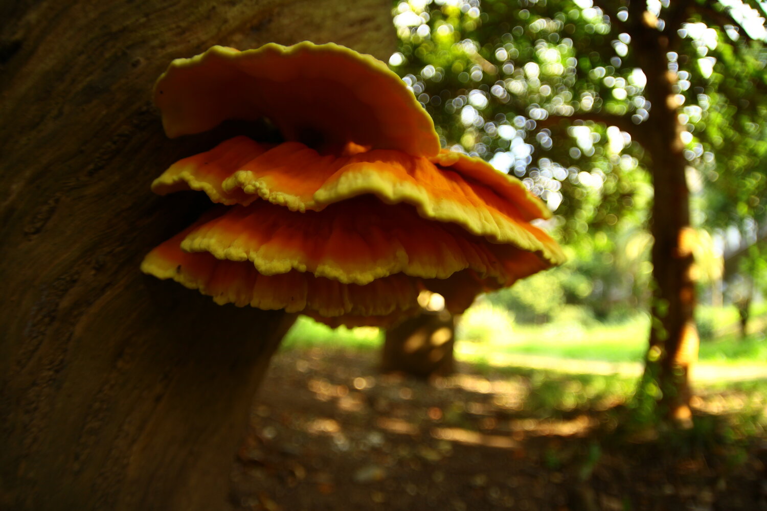 Photo #13919939