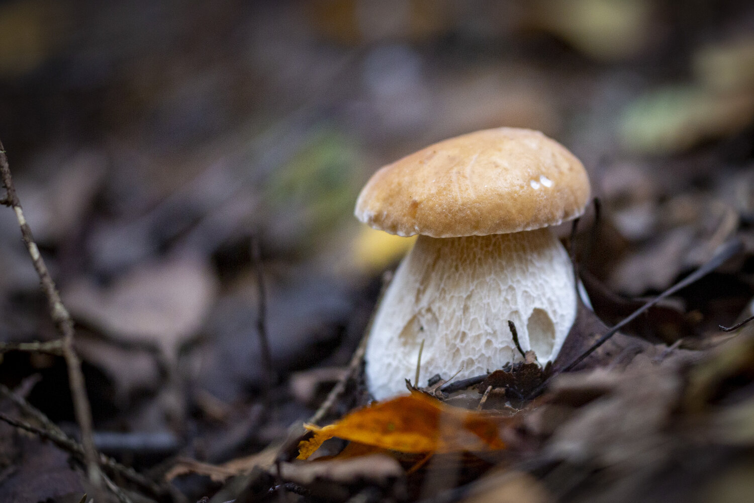 Photo #13920034