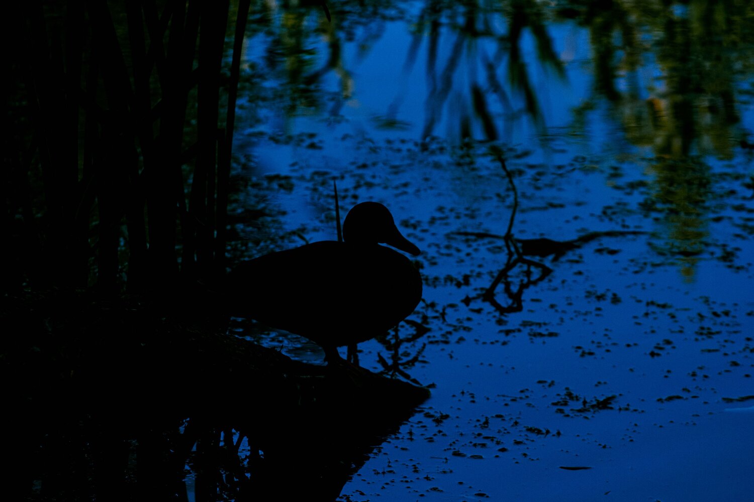 Photo #13920109