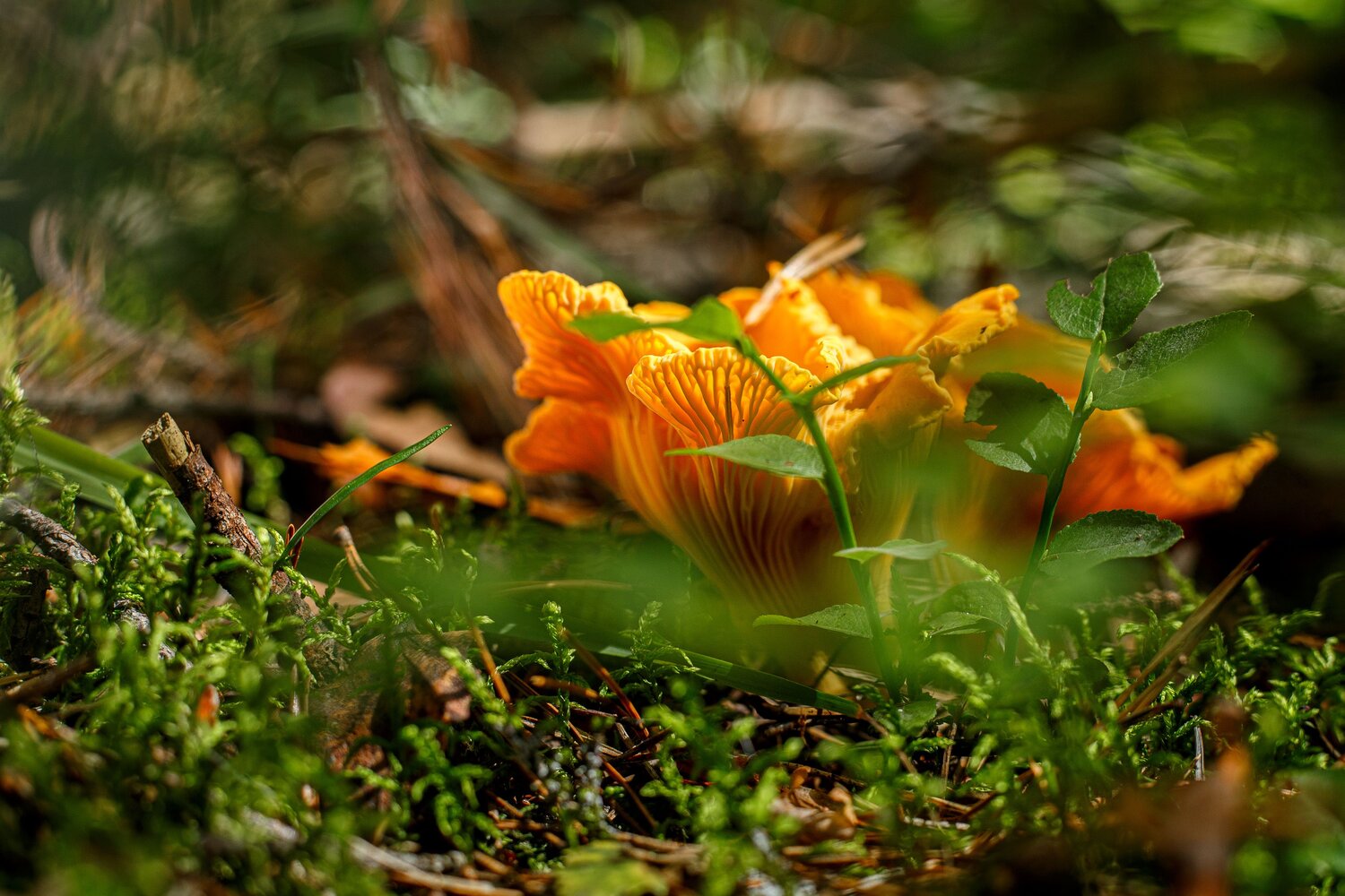 Photo #13920202