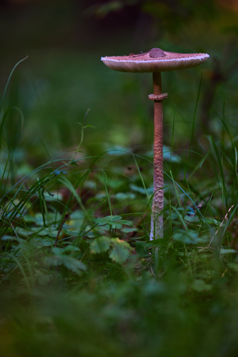 Photo #13920219
