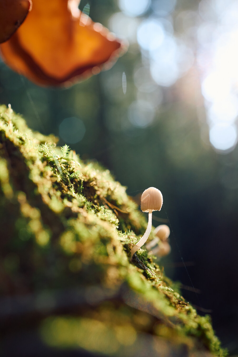 Photo #13920223