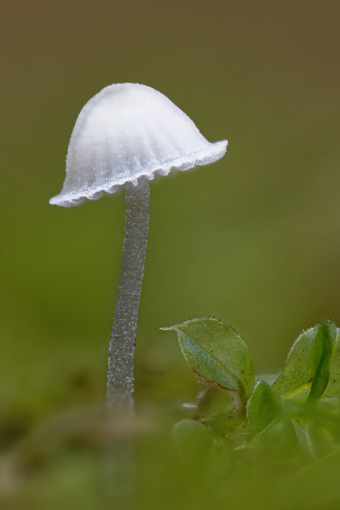 Photograph by Jozef Mihalčin