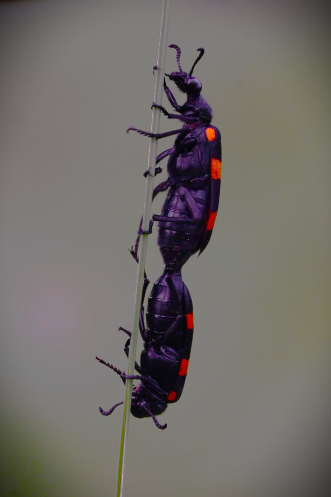 Photograph by Raushan Kumar