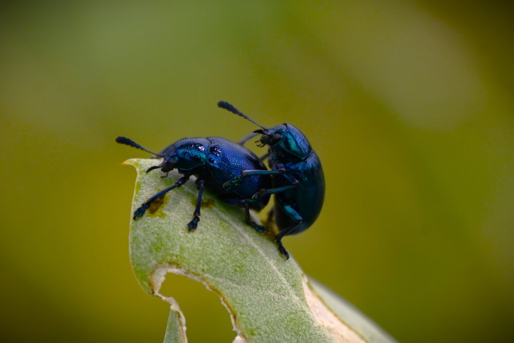 Photograph by Raushan Kumar