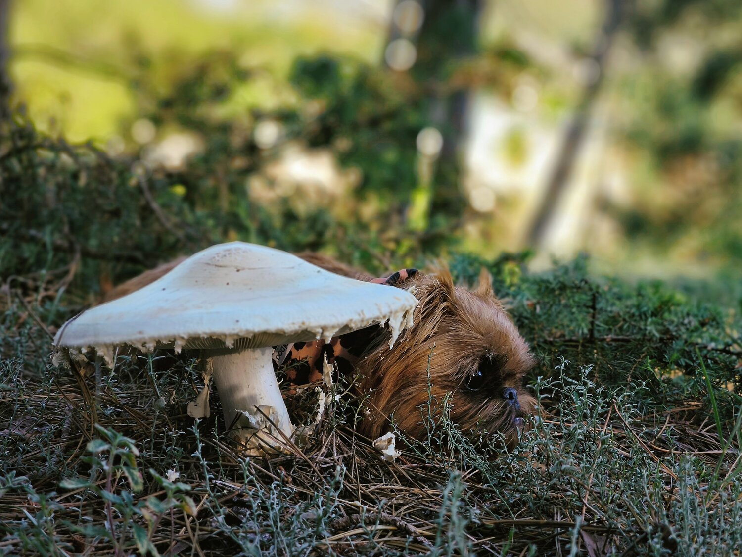 Photo #13920345