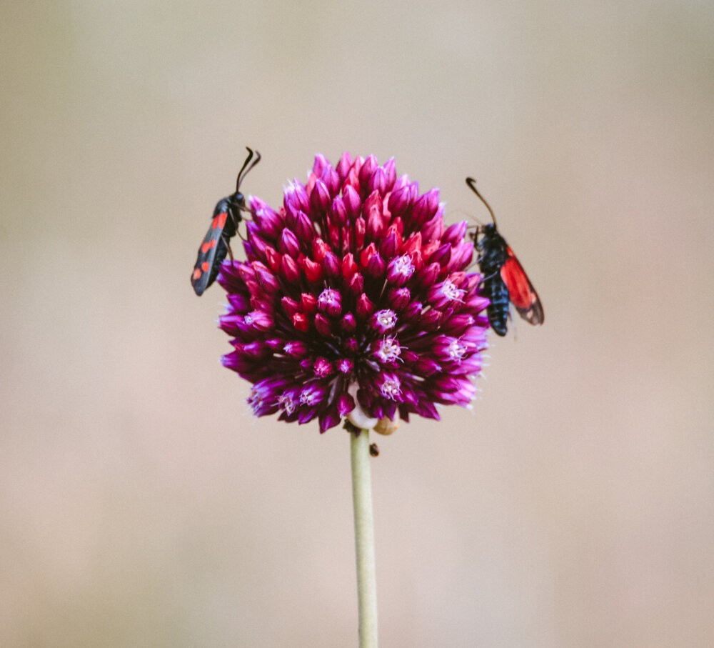 Photograph by Христина Сергейчик