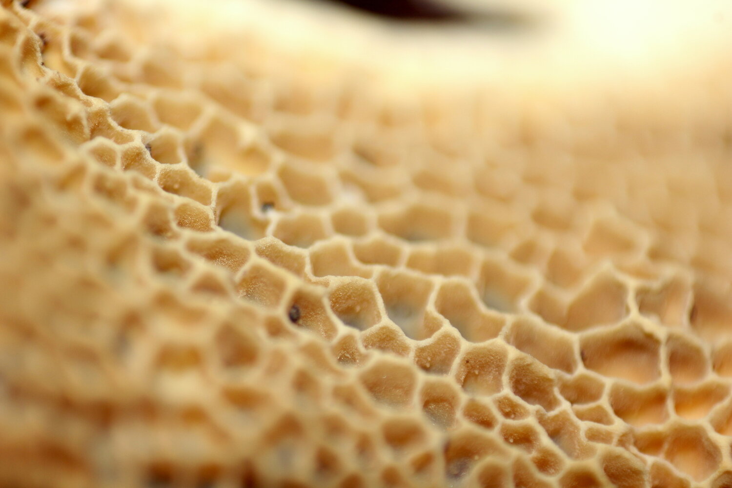 ID: Inside Structure of Mushroom