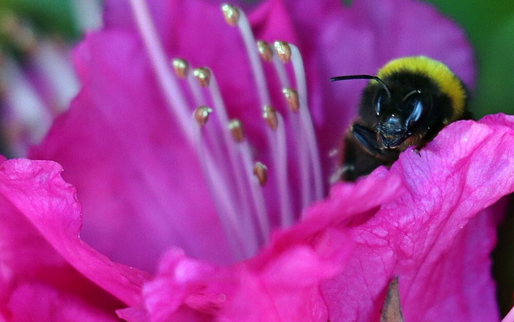 Macro duet IV