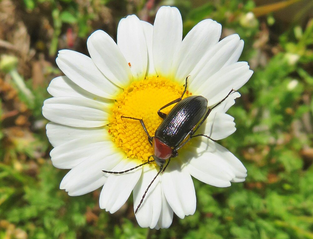Macro duet III