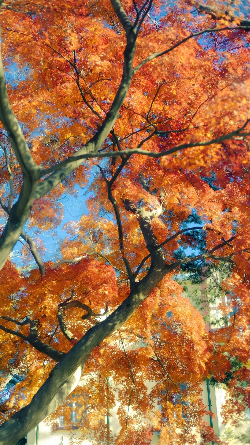 Autumn in My Heart