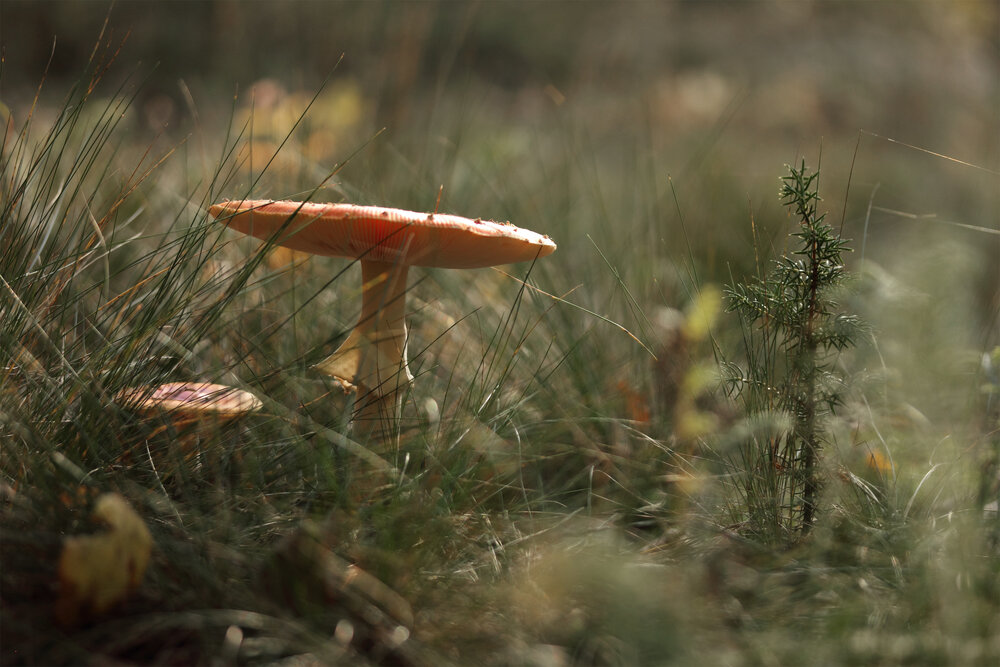 Photograph by Светлана Смирнова